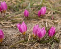 Tulip Humilis 'Helene' 14 Tulip Humilis 'Helene' -Flowers Sales Store tulip helene 3