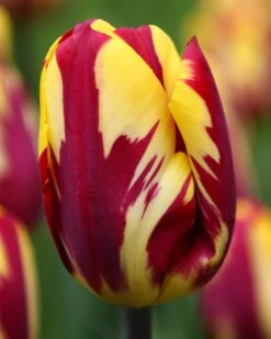Tulip Collection 'Rembrandt's Strokes' -Flowers Sales Store tulip helmar 1 9abde26d 4f33 45d5 bf9b 8eae271647a0