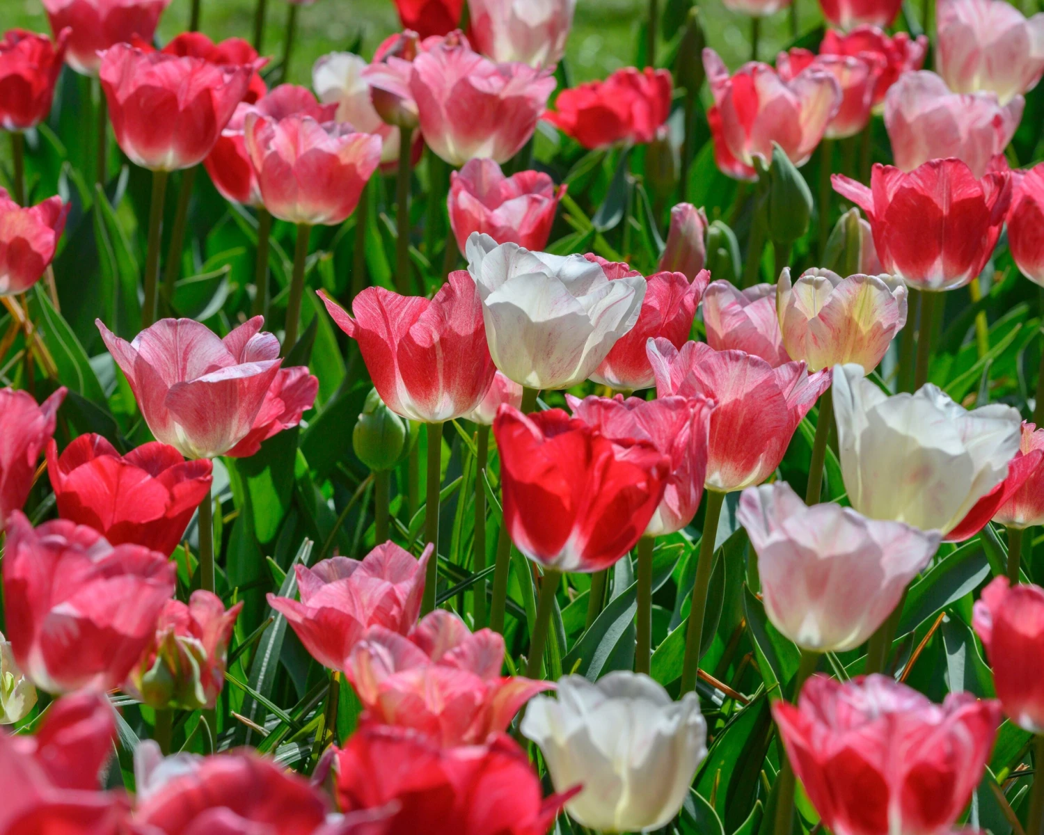 Tulip 'Hemisphere' 4 Tulip 'Hemisphere' - Image 2