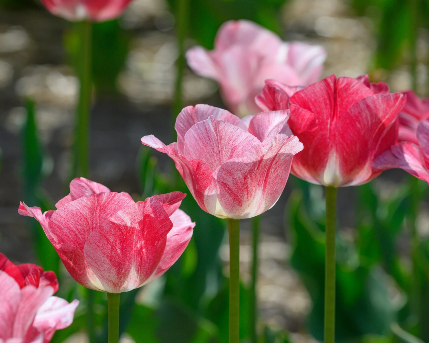 Tulip 'Hemisphere' 5 Tulip 'Hemisphere' - Image 3