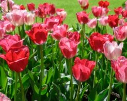 Tulip 'Hemisphere' 13 Tulip 'Hemisphere' -Flowers Sales Store tulip hemisphere 3