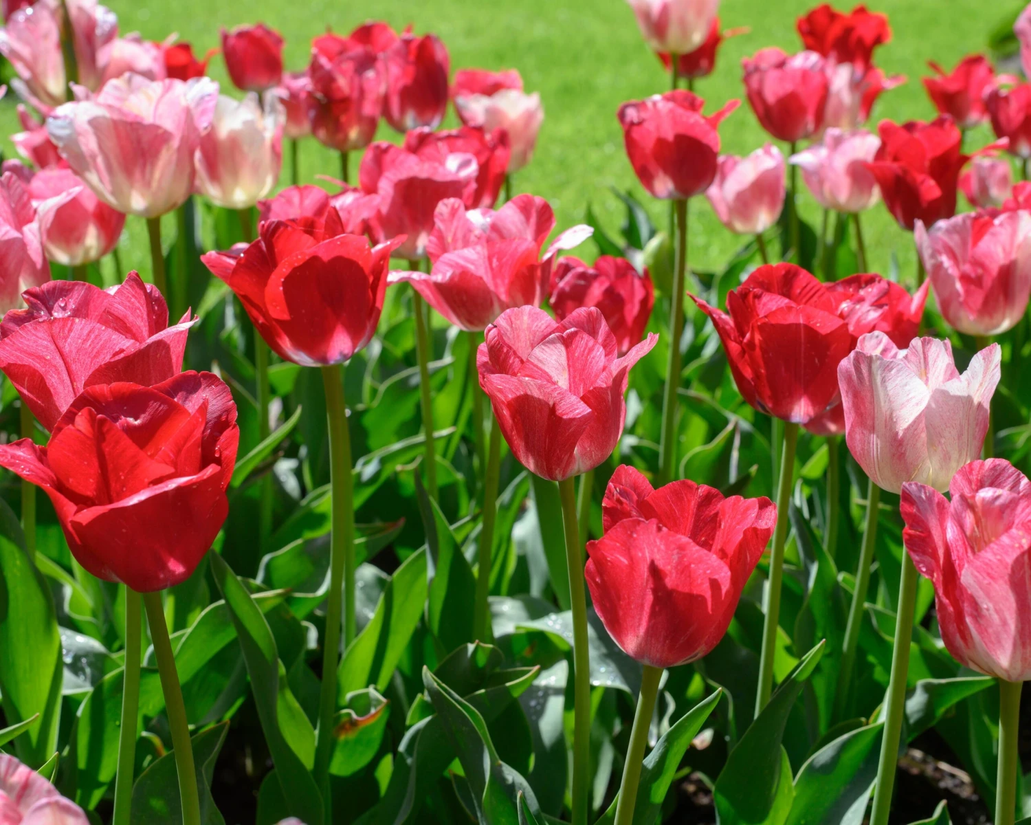 Tulip 'Hemisphere' 6 Tulip 'Hemisphere' - Image 4