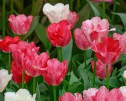 Tulip 'Hemisphere' 15 Tulip 'Hemisphere' -Flowers Sales Store tulip hemisphere 5