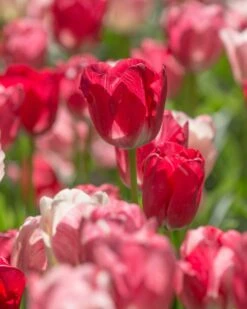 Tulip 'Hemisphere' 16 Tulip 'Hemisphere' -Flowers Sales Store tulip hemisphere 6