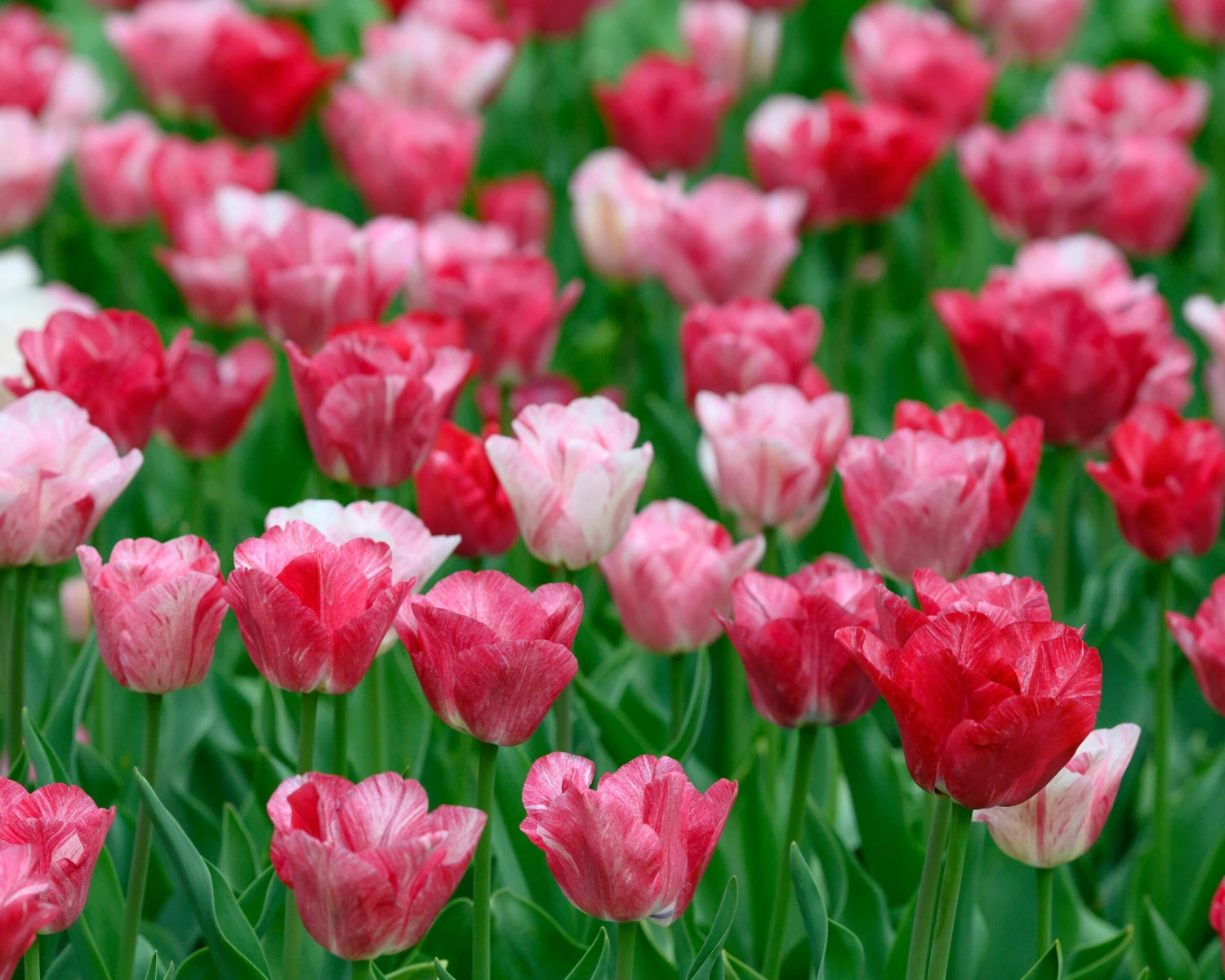 Tulip 'Hemisphere' 10 Tulip 'Hemisphere' - Image 8