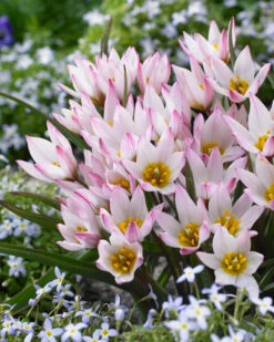 Tulip Cretica 'Hilde' -Flowers Sales Store tulip hilde 3