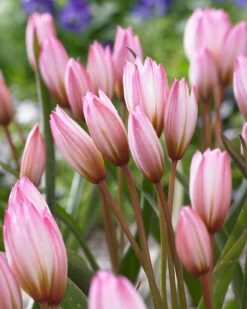 Tulip Cretica 'Hilde' -Flowers Sales Store tulip hilde 4