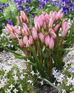 Tulip Cretica 'Hilde' -Flowers Sales Store tulip hilde 5