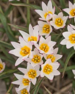 Tulip Cretica 'Hilde' -Flowers Sales Store tulip hilde 6