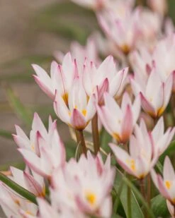 Tulip Cretica 'Hilde' -Flowers Sales Store tulip hilde 7