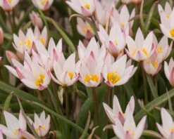 Tulip Cretica 'Hilde' -Flowers Sales Store tulip hilde 8