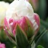 Tulip 'Ice Cream' -Flowers Sales Store tulip ice cream 1 17dc2532 8608 49ff bd8b 7b4d95ee9122