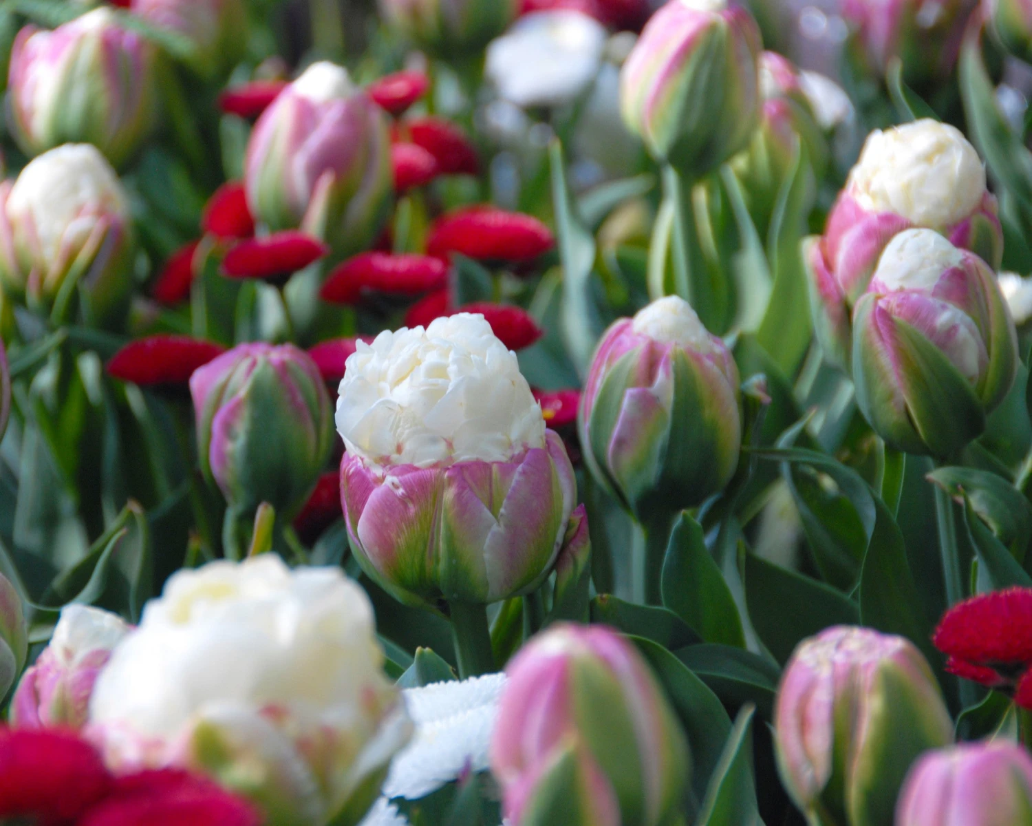 Tulip 'Ice Cream' 4 Tulip 'Ice Cream' - Image 2