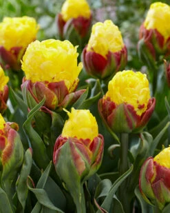 Tulip 'Ice Cream Banana' -Flowers Sales Store tulip ice cream banana 1