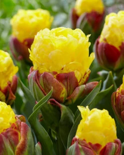 Tulip 'Ice Cream Banana' -Flowers Sales Store tulip ice cream banana 2