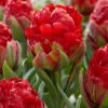 Tulip 'Ice Cream Strawberry' -Flowers Sales Store tulip ice cream strawberry 1