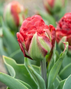Tulip 'Ice Cream Strawberry' -Flowers Sales Store tulip ice cream strawberry 3