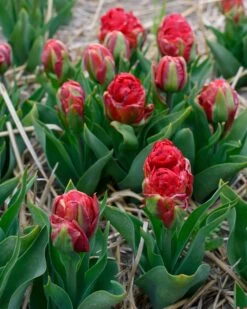 Tulip 'Ice Cream Strawberry' -Flowers Sales Store tulip ice cream strawberry 4