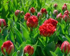 Tulip 'Ice Cream Strawberry' -Flowers Sales Store tulip ice cream strawberry 5