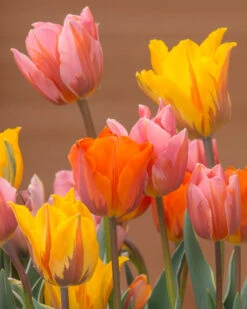 Tulip Collection 'Irene's Heirloom' 23 Tulip Collection 'Irene's Heirloom' -Flowers Sales Store tulip irene heirloom 1