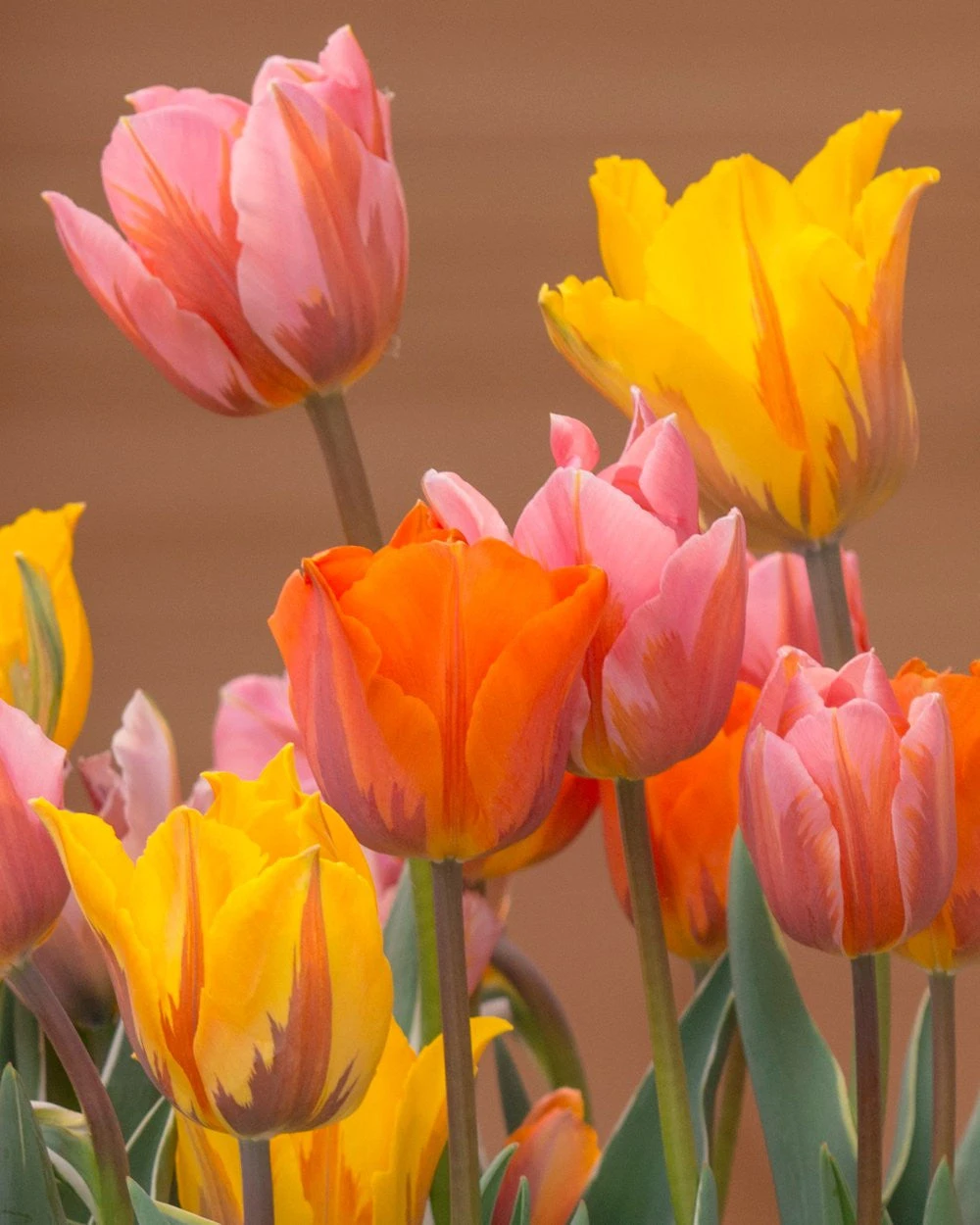 Tulip Collection 'Irene's Heirloom' 11 Tulip Collection 'Irene's Heirloom' - Image 9