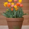 Tulip Collection 'Irene's Heirloom' -Flowers Sales Store tulip irene heirloom 2