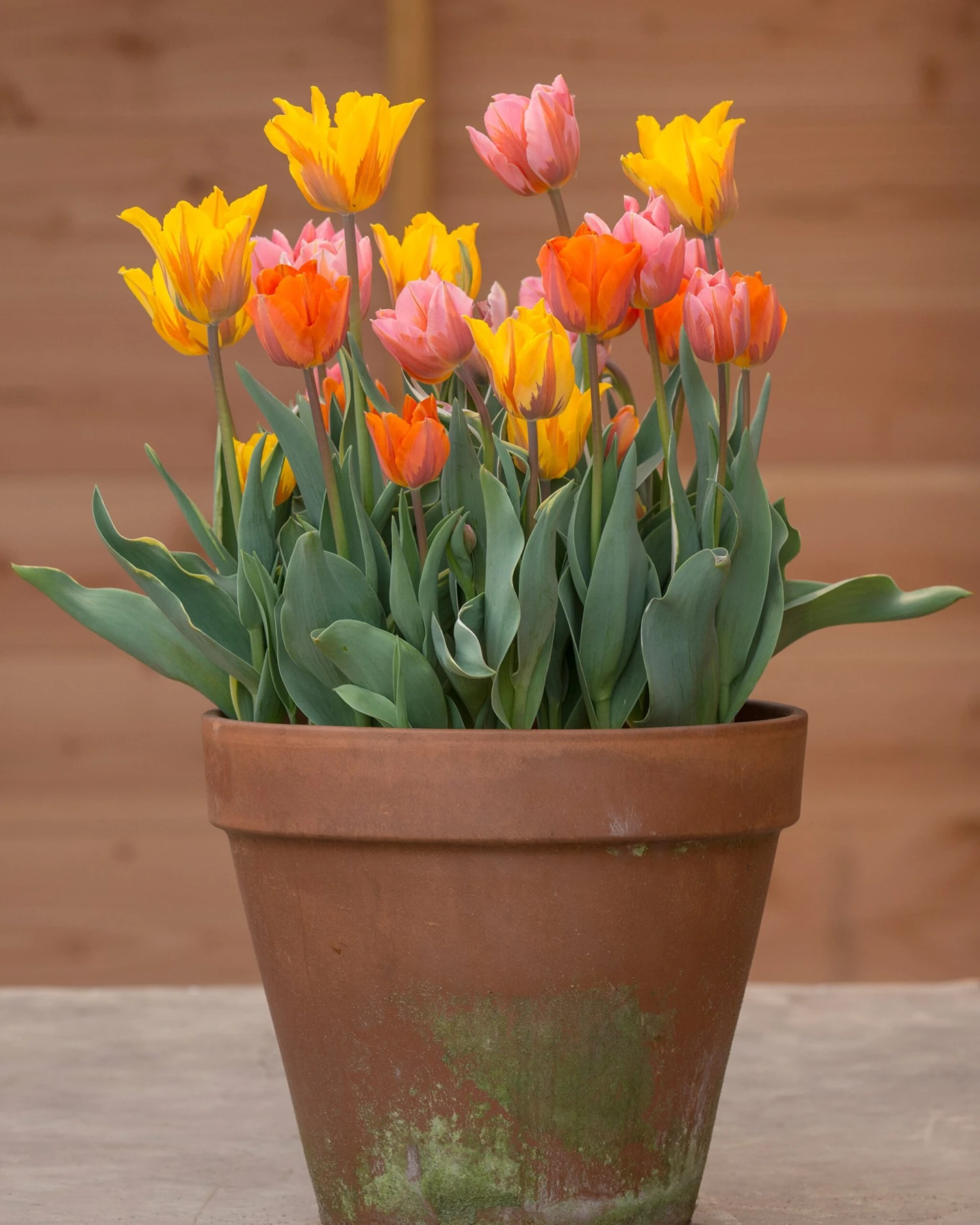 Tulip Collection 'Irene's Heirloom' 3 Tulip Collection 'Irene's Heirloom'