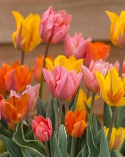 Tulip Collection 'Irene's Heirloom' 17 Tulip Collection 'Irene's Heirloom' -Flowers Sales Store tulip irene heirloom 3