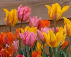Tulip Collection 'Irene's Heirloom' 21 Tulip Collection 'Irene's Heirloom' -Flowers Sales Store tulip irene heirloom 4