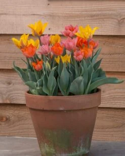 Tulip Collection 'Irene's Heirloom' 27 Tulip Collection 'Irene's Heirloom' -Flowers Sales Store tulip irene heirloom 6