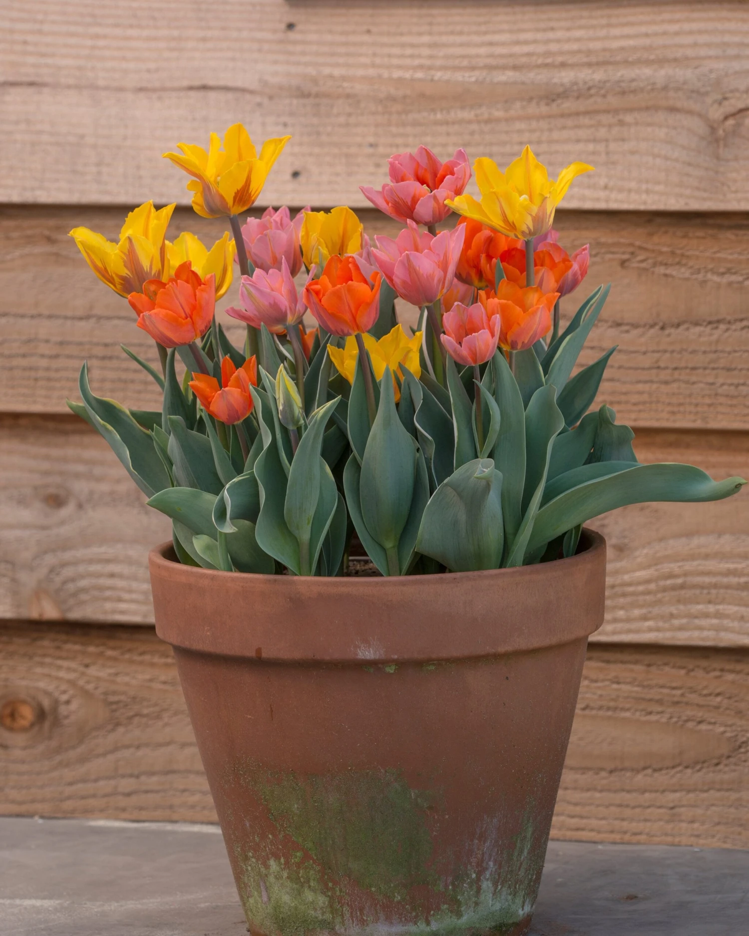 Tulip Collection 'Irene's Heirloom' 15 Tulip Collection 'Irene's Heirloom' - Image 13