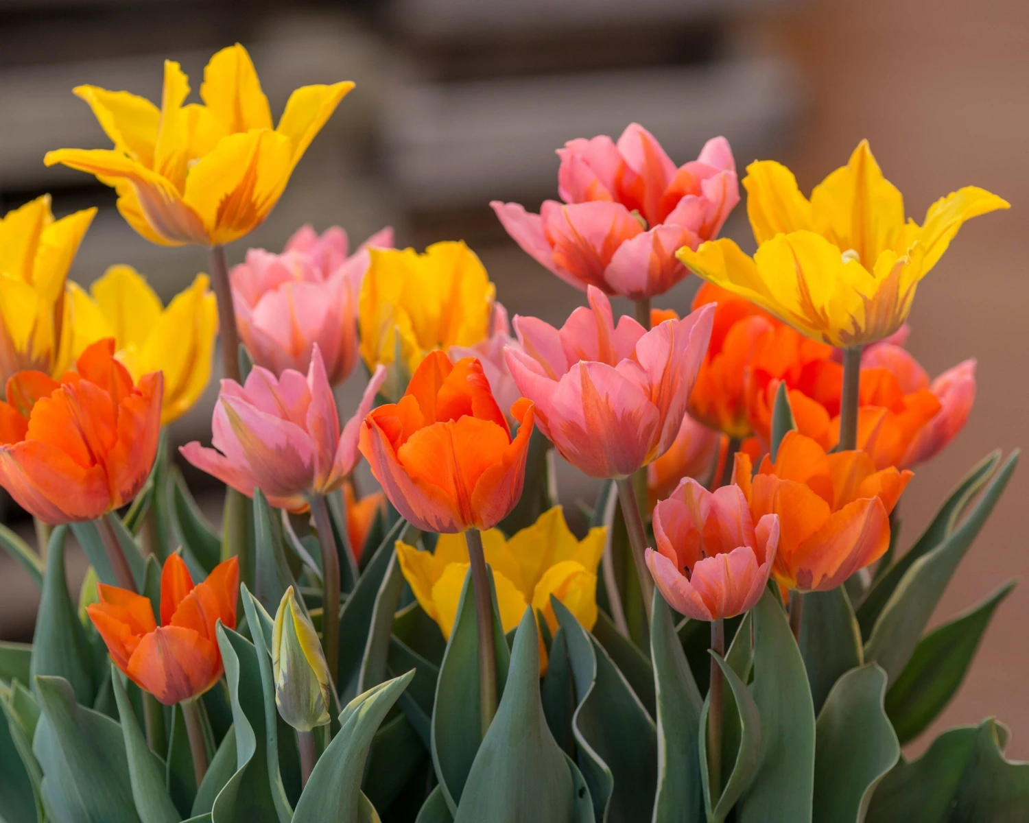 Tulip Collection 'Irene's Heirloom' 7 Tulip Collection 'Irene's Heirloom' - Image 5