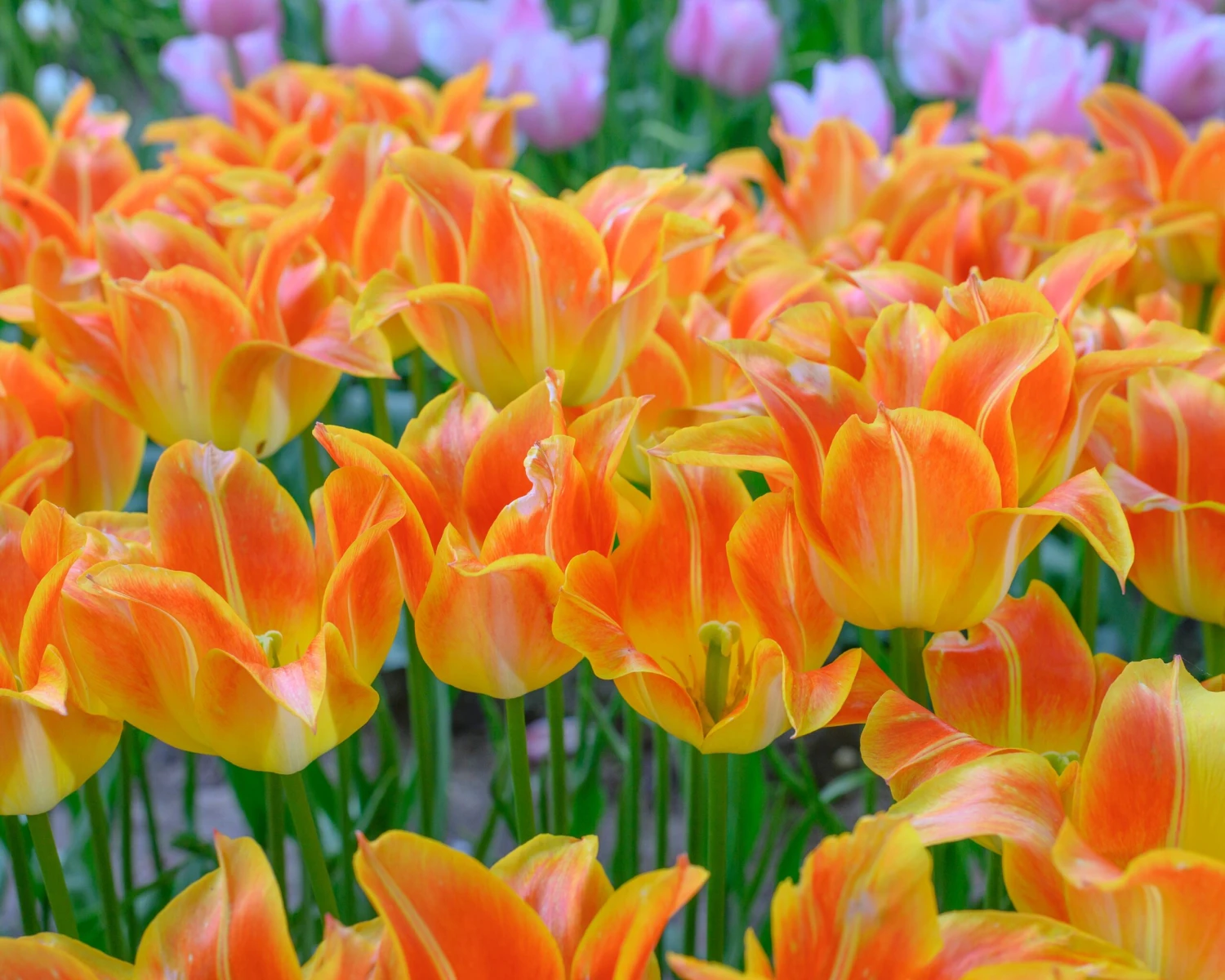 Tulip 'Je T'aime' 4 Tulip 'Je T'aime' - Image 2