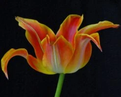 Tulip 'Je T'aime' 12 Tulip 'Je T'aime' -Flowers Sales Store tulip je taime 2