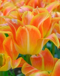 Tulip 'Je T'aime' 11 Tulip 'Je T'aime' -Flowers Sales Store tulip je taime 6