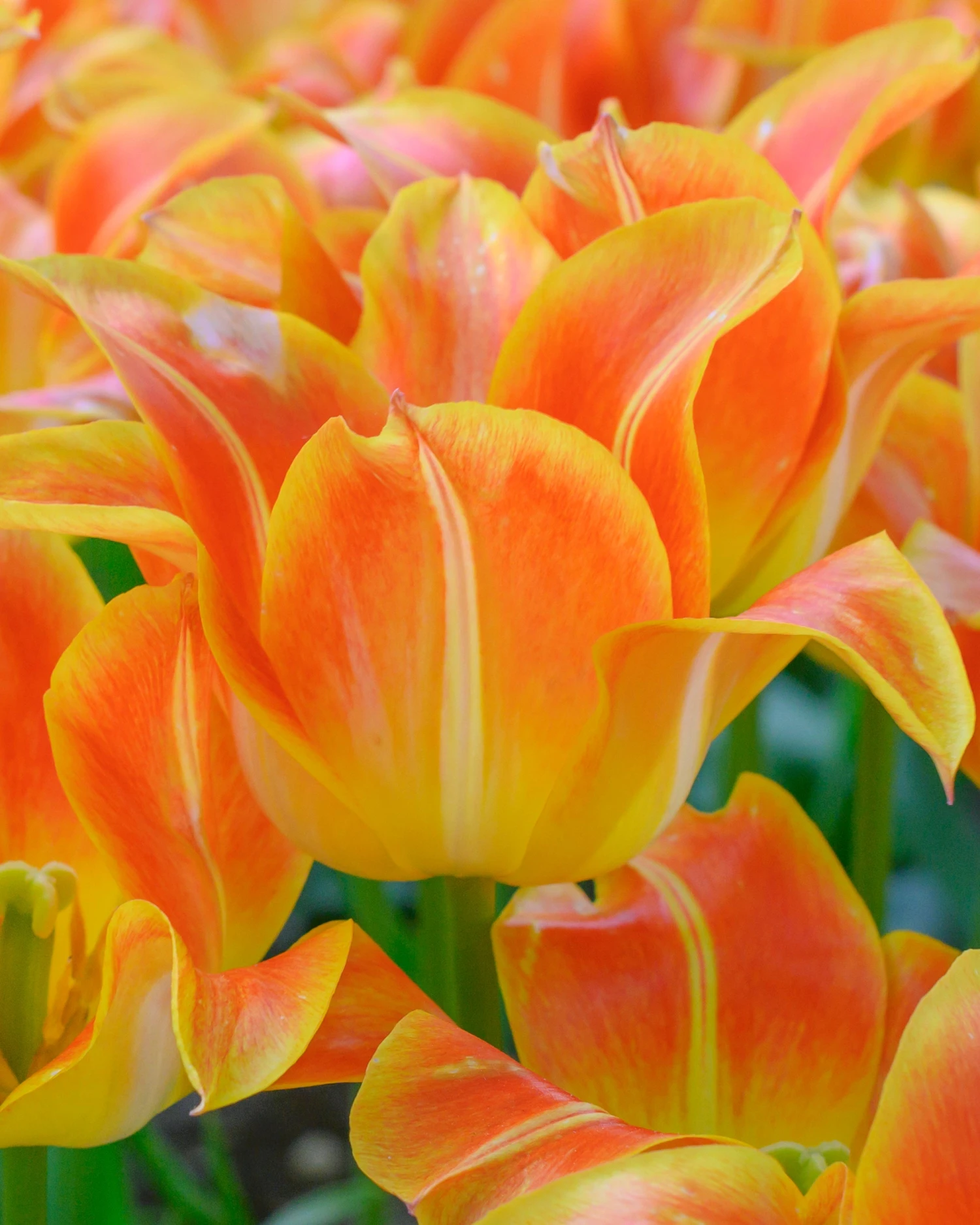 Tulip 'Je T'aime' 6 Tulip 'Je T'aime' - Image 4