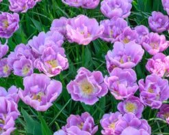 Tulip 'Katinka' 19 Tulip 'Katinka' -Flowers Sales Store tulip katinka 1