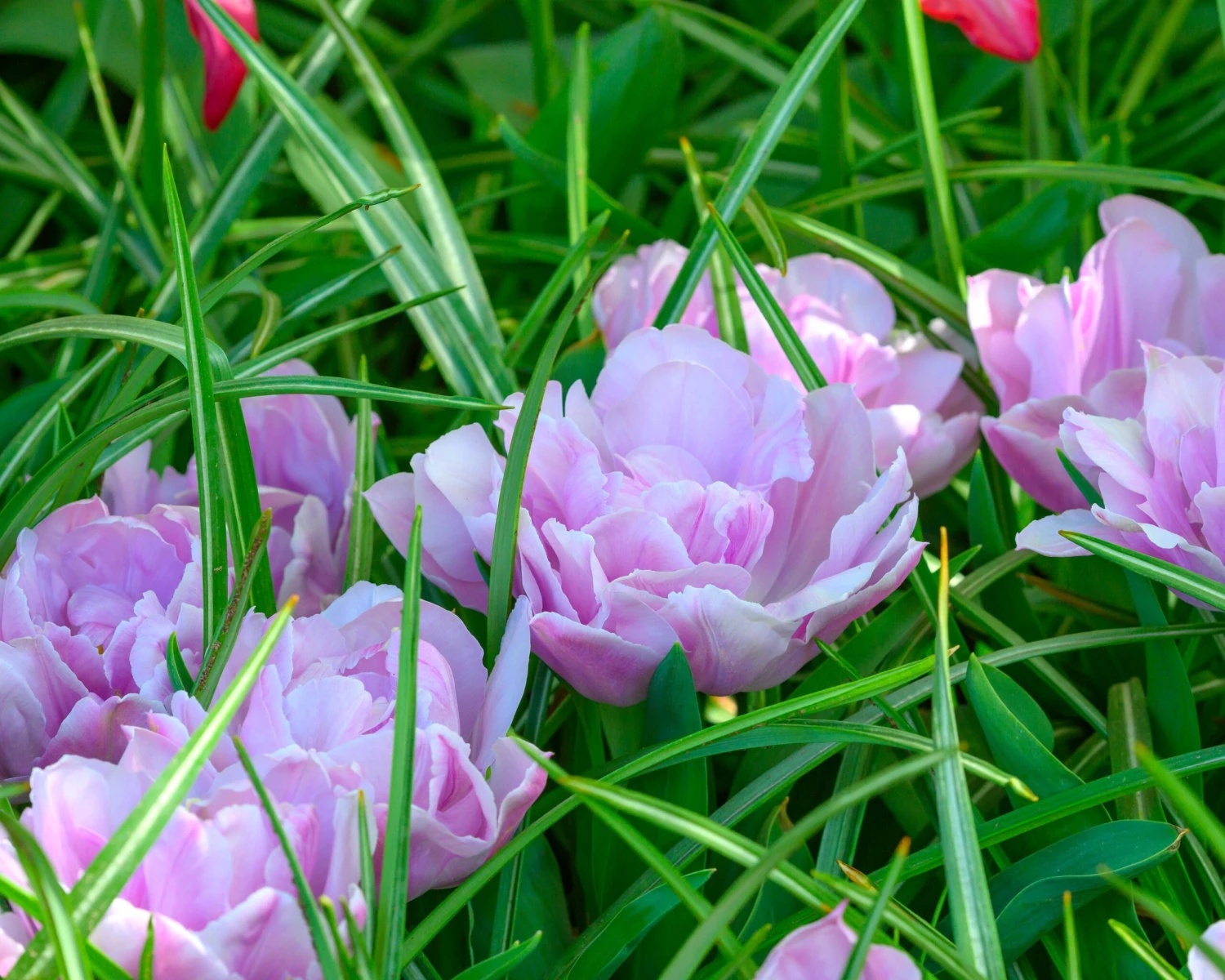 Tulip 'Katinka' 6 Tulip 'Katinka' - Image 4