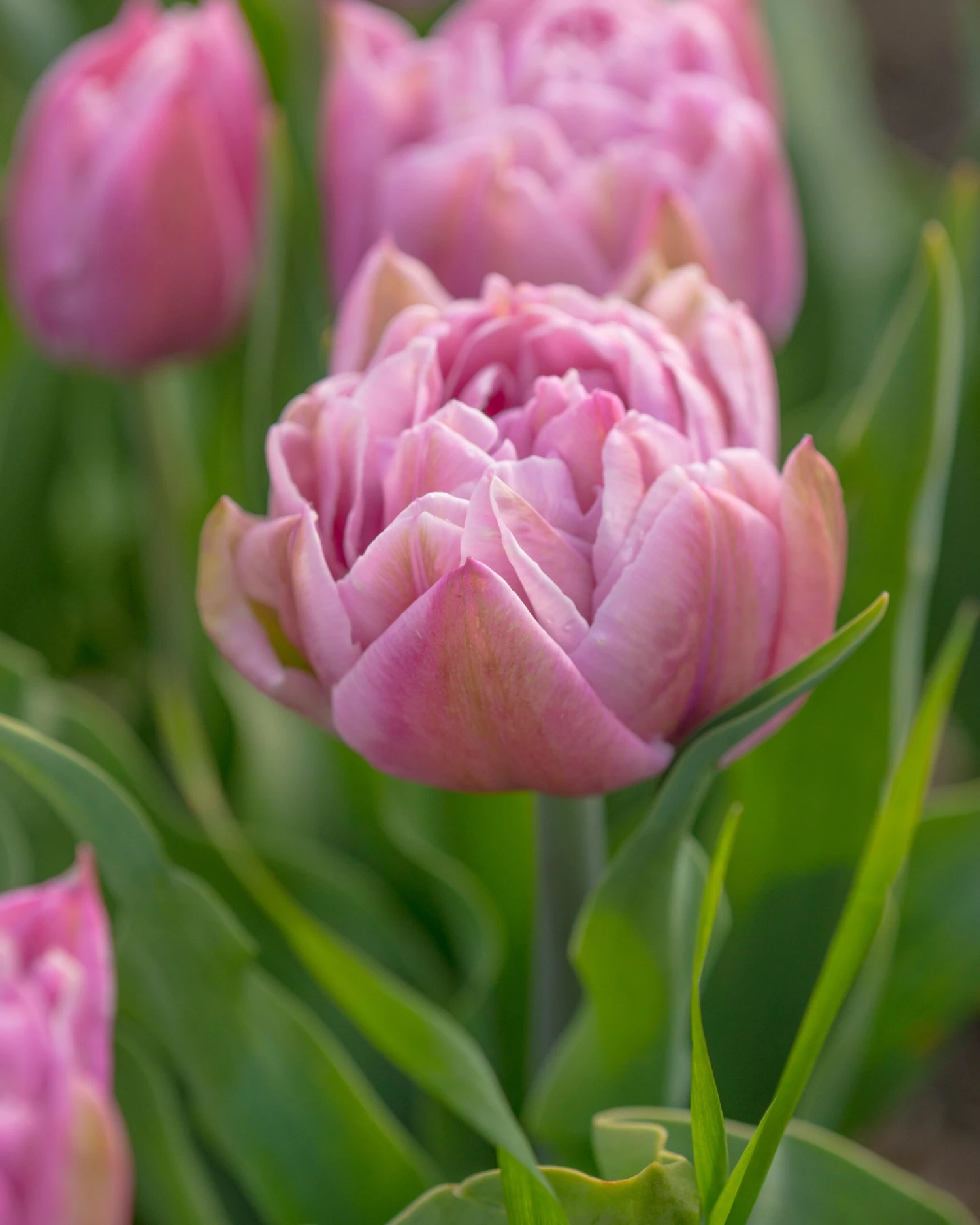Tulip 'Katinka' 11 Tulip 'Katinka' - Image 9
