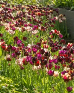 Tulip 'La Belle Époque' 19 Tulip 'La Belle Époque' -Flowers Sales Store tulip la belle epoque 1