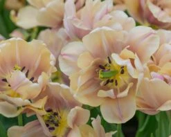 Tulip 'La Belle Époque' 15 Tulip 'La Belle Époque' -Flowers Sales Store tulip la belle epoque 2