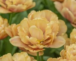 Tulip 'La Belle Époque' 18 Tulip 'La Belle Époque' -Flowers Sales Store tulip la belle epoque 3