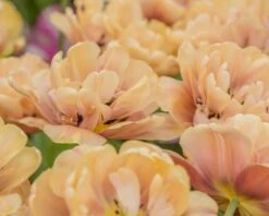 Tulip 'La Belle Époque' 17 Tulip 'La Belle Époque' -Flowers Sales Store tulip la belle epoque 4