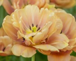 Tulip 'La Belle Époque' 14 Tulip 'La Belle Époque' -Flowers Sales Store tulip la belle epoque 5