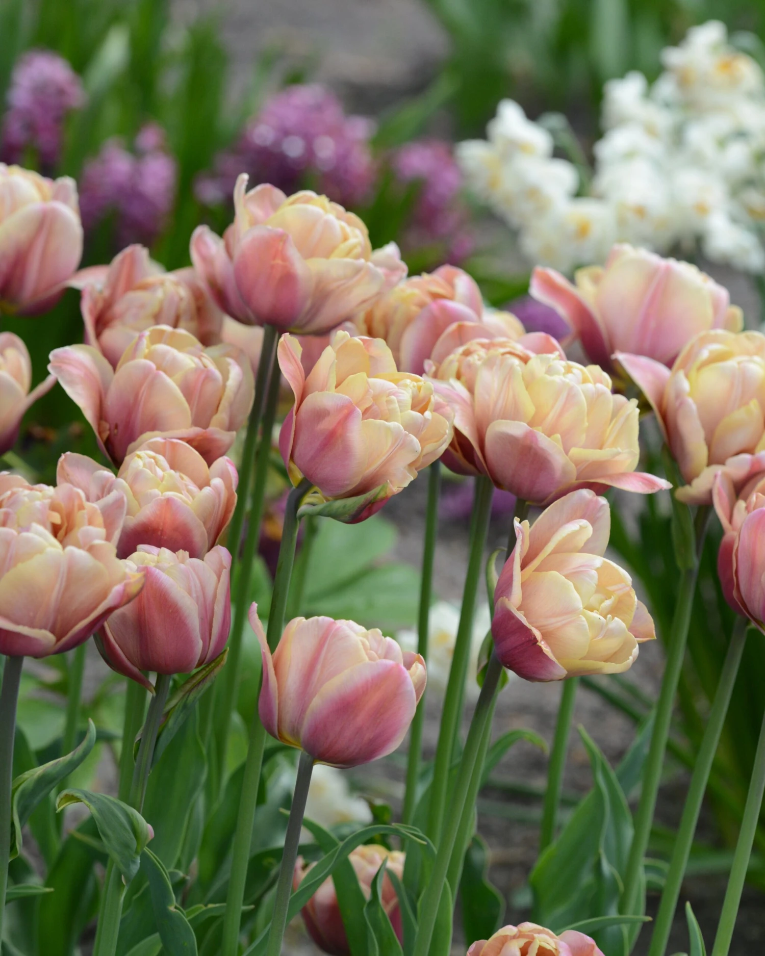 Tulip 'La Belle Époque' 11 Tulip 'La Belle Époque' - Image 9