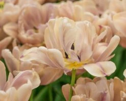 Tulip 'La Belle Époque' 21 Tulip 'La Belle Époque' -Flowers Sales Store tulip la belle epoque 8