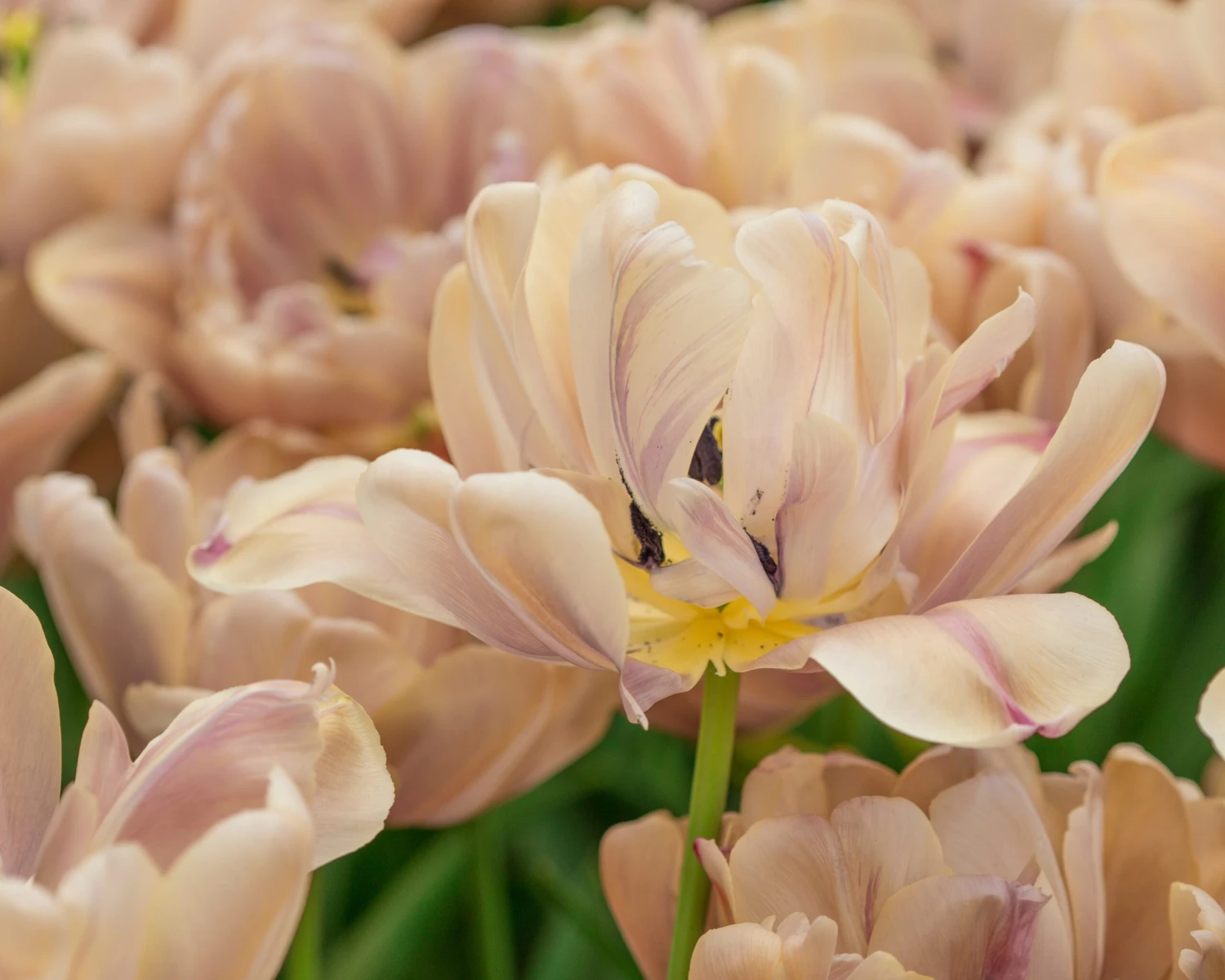 Tulip 'La Belle Époque' 12 Tulip 'La Belle Époque' - Image 10