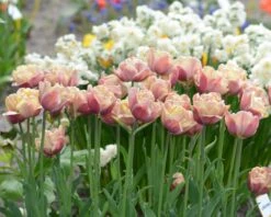 Tulip 'La Belle Époque' 16 Tulip 'La Belle Époque' -Flowers Sales Store tulip la belle epoque 9