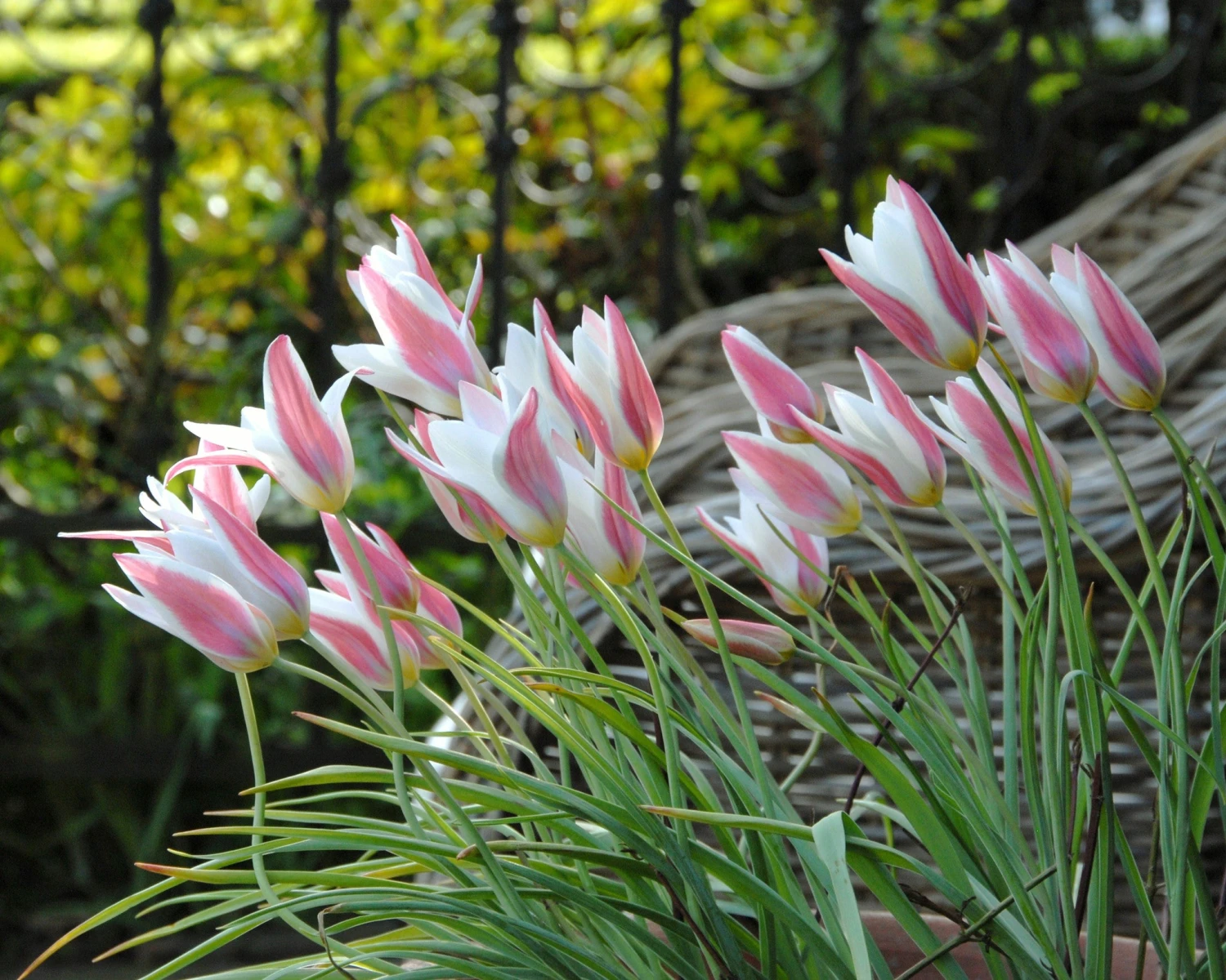 Tulip 'Lady Jane' 6 Tulip 'Lady Jane' - Image 4