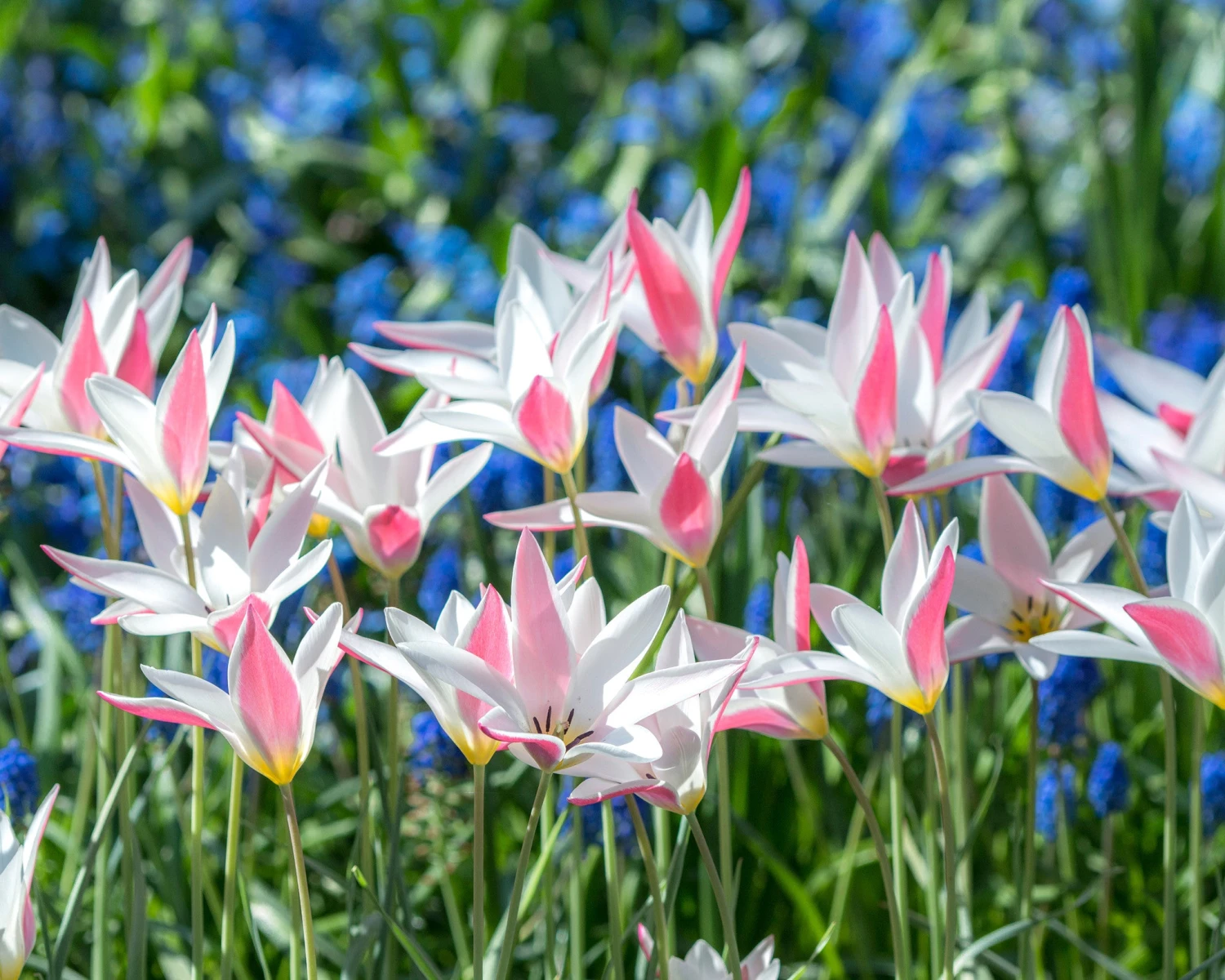 Tulip 'Lady Jane' 5 Tulip 'Lady Jane' - Image 3